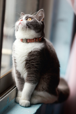 我要上封面-猫-猫咪-咪咪-宠物 图片素材