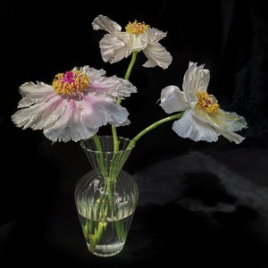 手机摄影-静物-花-花-花朵 图片素材