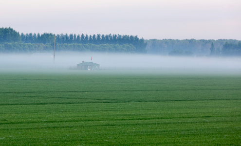 风光-农业-水稻-粮食-晨雾 图片素材