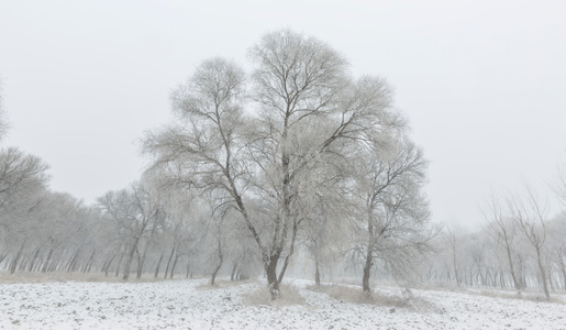 雪景-雾凇-东北-寒冷-雪 图片素材