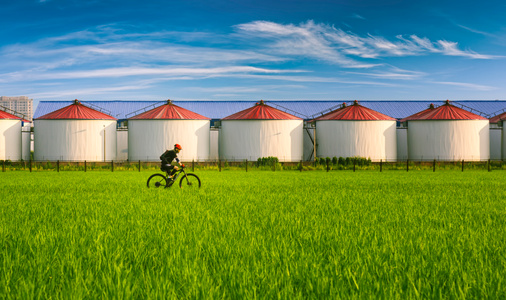运动-骑行-自行车-农业-水稻 图片素材