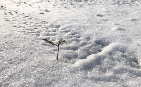 雪景-冬季-绿叶-清晨-雪地 图片素材