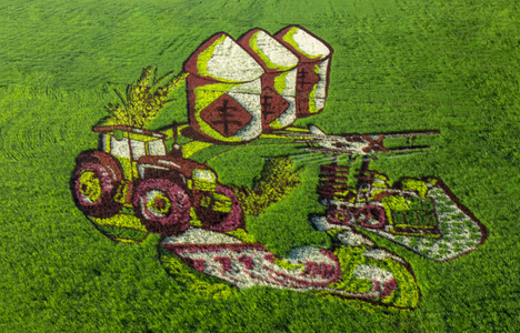 稻田画-观光-展示-水稻-现代化农业 图片素材