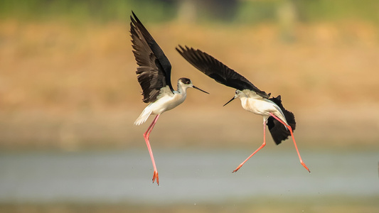 野保-水鸟-长脚鹬-大自然-环保 图片素材