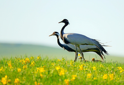 野拍-自然-水鸟-迁徙-草原 图片素材