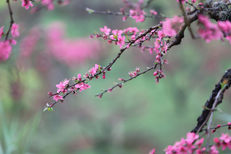 桃花-春天-江南-自然-树枝 图片素材