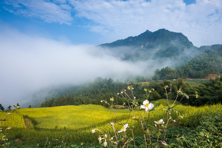 山野-稻田-晨雾-野花-风景 图片素材