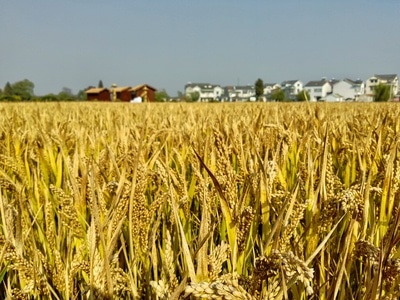 看你的城市-手机摄影-麦子-麦穗-农田 图片素材
