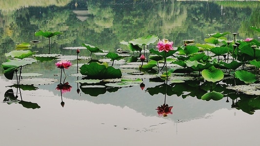 手机摄影-植物-花-花卉-花朵 图片素材