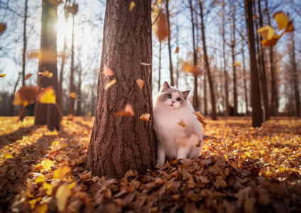可爱-秋天-秋-猫-宠物 图片素材