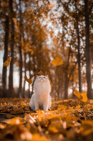 可爱-猫-动物-秋天-秋 图片素材