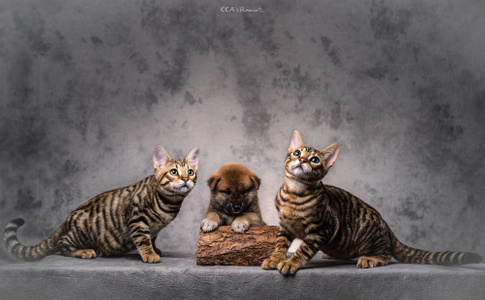 玩具虎猫-虎猫-柴犬-秋田犬-光影高新青春赋能 图片素材