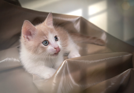 猫-短腿猫-宠物摄影-萌宠-短腿猫 图片素材