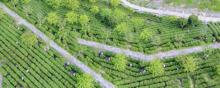 我要上封面-随拍-风景-自然-茶园 图片素材