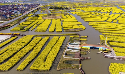 泰州市-花草-随拍-水-水面 图片素材