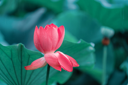 我的六月-随拍-我要上封面-花开花落-花朵 图片素材