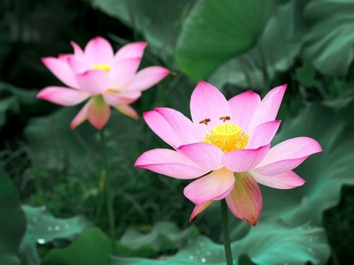 随拍-花开花落-花-花卉-花朵 图片素材