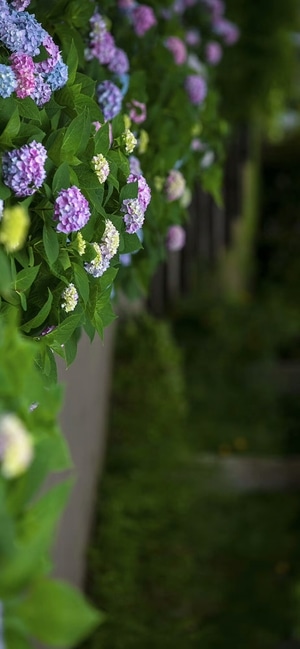 城市风光-南京市-花开花落-花朵-花卉 图片素材