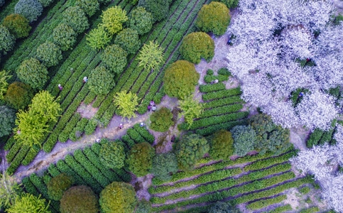 我要上封面-随拍-风景-自然-茶园 图片素材