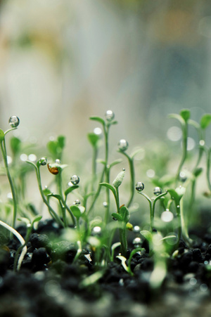植物-水草-草-绿芽-植物 图片素材