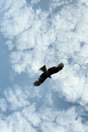 天空-乌鸦-🦅-天空-乌鸦 图片素材