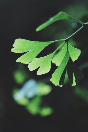 植物-夏天-植物-银杏叶-树叶 图片素材