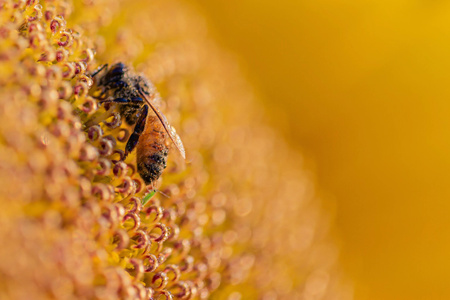 色彩-自然-蜜蜂-动物-花 图片素材