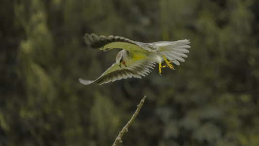 鸟趣-捕捉-鸟类-野生动物-动物 图片素材