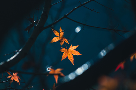 蓝色-秋天-枫叶-节气-枫叶 图片素材