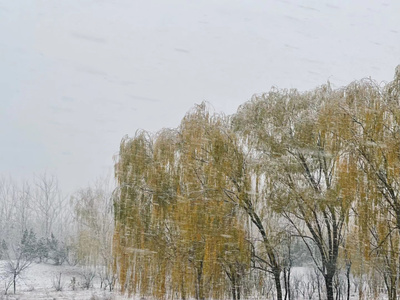 柳树-雪-霜-物-风光 图片素材
