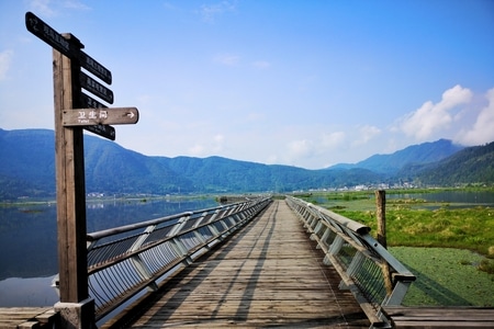 湿地公园-手机-湿地公园-栈道-桥 图片素材
