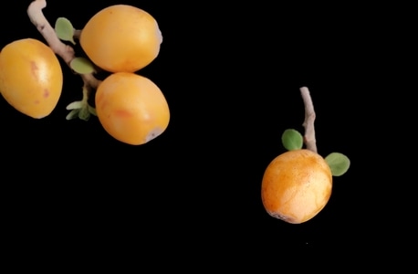 枇杷-手机-食物-水果-果实 图片素材