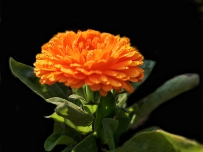 向阳花-植物-花-花卉-花朵 图片素材