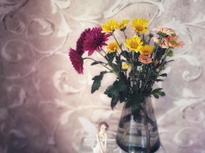 小雏菊-手机-花-花卉-花朵 图片素材