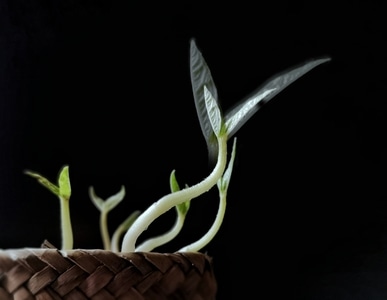 手机-植物-嫩芽-春芽-竹篮 图片素材