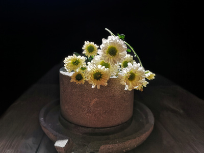 小皱菊-手机-雏菊-菊花-花 图片素材
