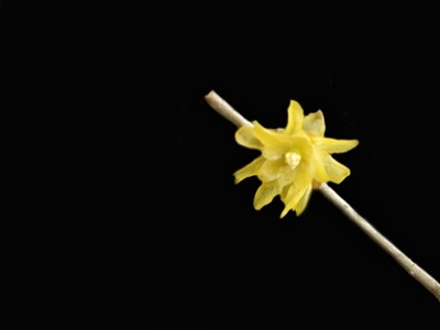 腊梅-手机-腊梅-花-花朵 图片素材