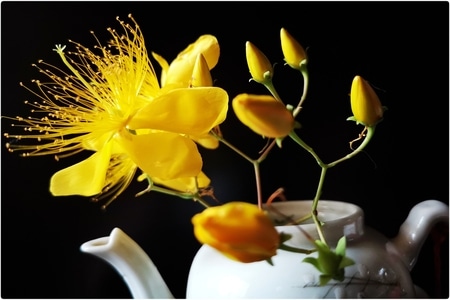 金丝桃-手机-金丝桃-花-花朵 图片素材