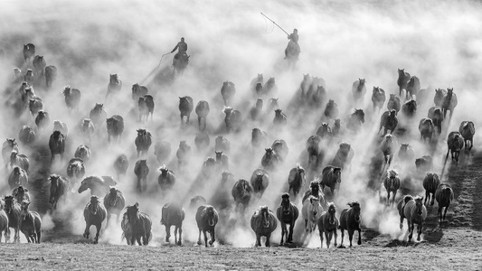 阿拉善盟-黑白-马-动物-马群 图片素材