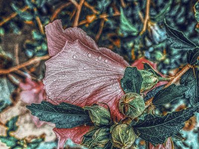 你好七月-后期-抓拍-手机摄影-植物 图片素材