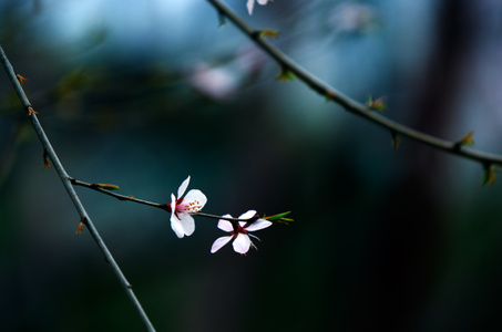 简约之美-抓拍-特写-haida滤镜签约-色彩 图片素材