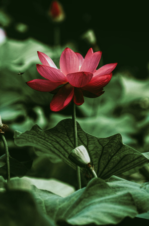 haida滤镜签约-我要上屏展-植物-色彩-夏天 图片素材