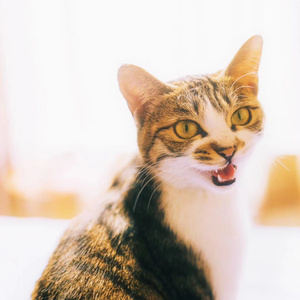 动物-猫-动物-猫-猫咪 图片素材