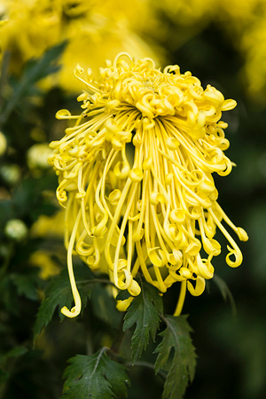 花季-随拍-秋菊-黄花-花朵 图片素材