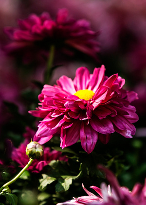 花季-随拍-秋菊-花-花卉 图片素材