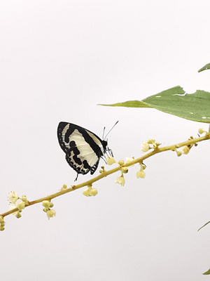 自然-动植物-动物-昆虫-蝴蝶 图片素材