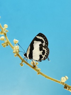 自然-动植物-动物-昆虫-蝴蝶 图片素材