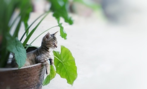 摄影-宠物-主子-猫咪-猫 图片素材