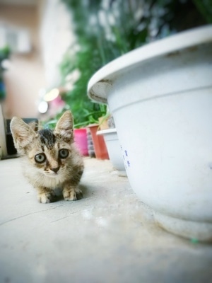摄影-宠物-主子-猫咪-猫 图片素材
