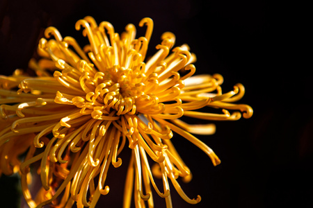 秋菊-花卉-植物-原创-秋菊 图片素材